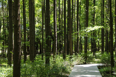 杉木種植技術,杉樹栽培方法