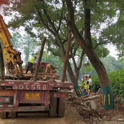 地森木材接手武漢動(dòng)物園改造伐樹項(xiàng)目，專業(yè)伐樹隊(duì)伍盡顯效率